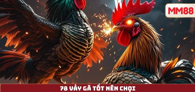 78 Vảy Gà Tốt Nên Chọi – Từ Kinh Nghiệm Dân Gian Đến Góc Nhìn Hiện Đại Cùng MM88 3 78 Vảy Gà Tốt Nên Chọi