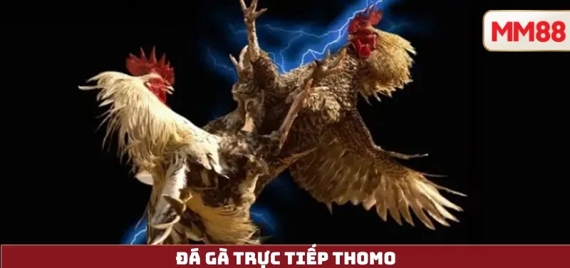 Đá Gà Trực Tiếp Thomo – Xem Đá Gà Online Uy Tín & Nhanh Nhất Tại MM88 1 Đá Gà Trực Tiếp Thomo